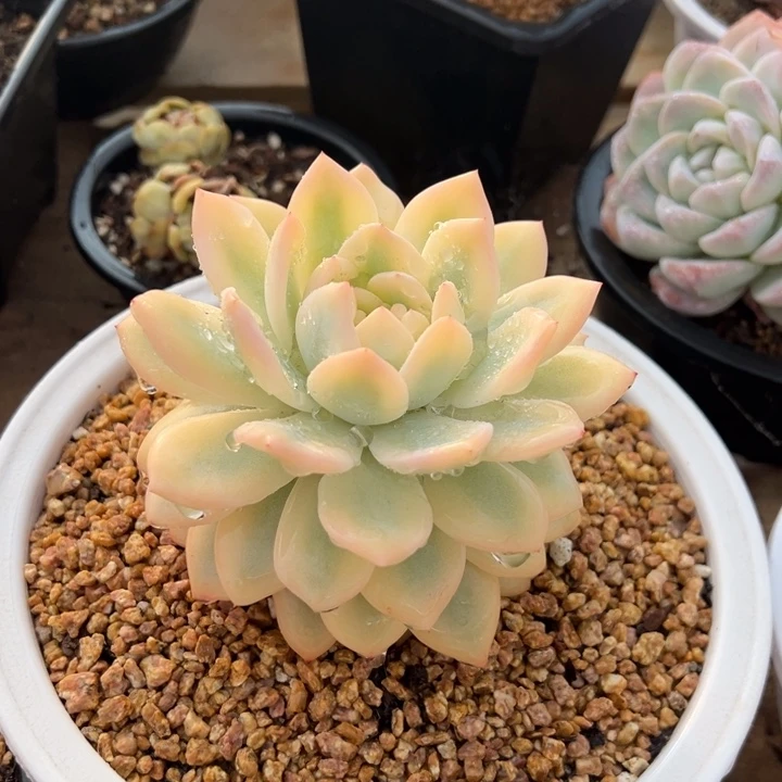 橙梦露锦 夏鸣园艺