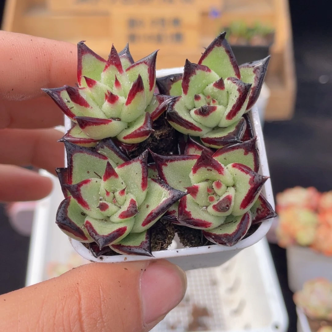 1颗乌木多肉9.9包邮