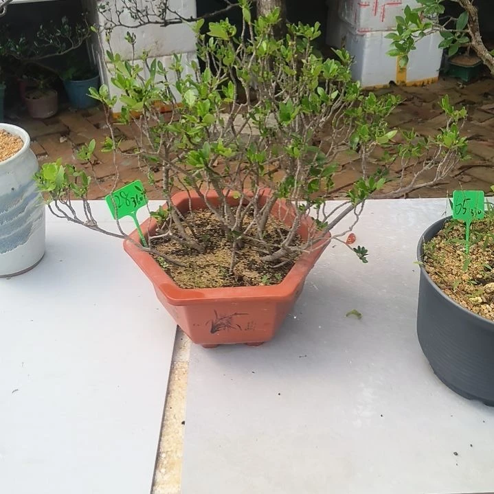 王***跑无花朵栀子花