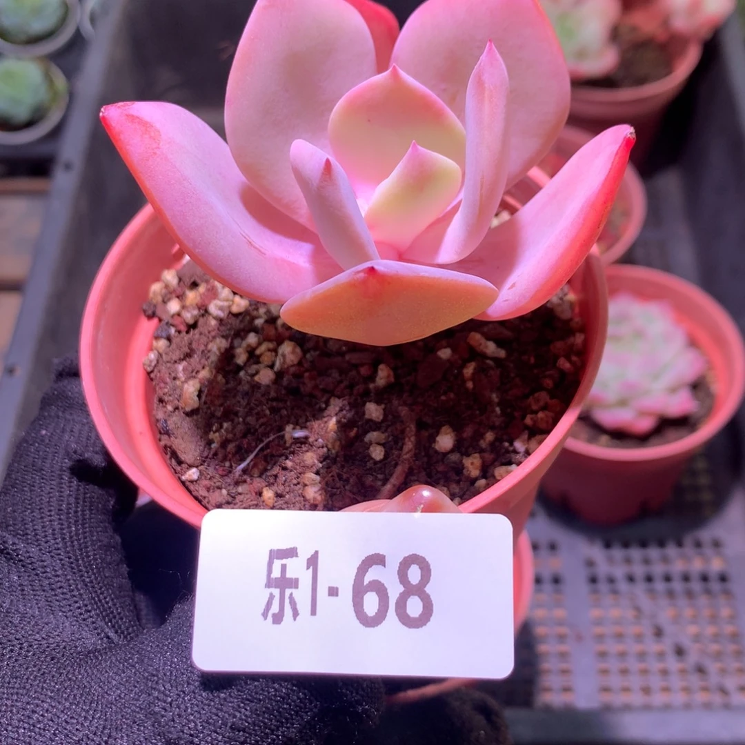 乐然1 -68 白凤单头
