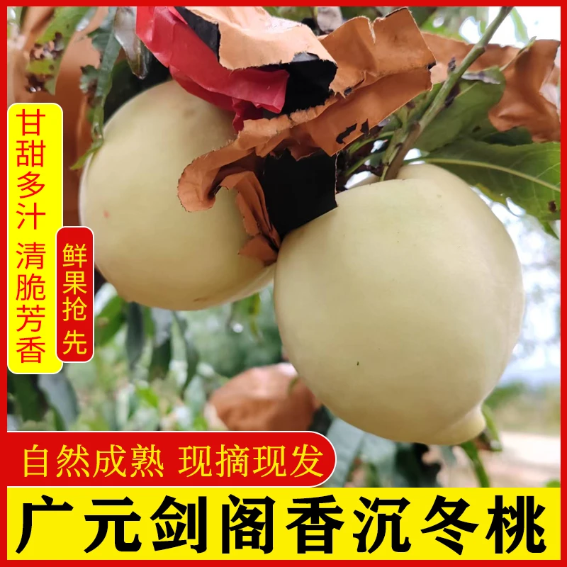 香沉冬桃广元剑阁县白桃现摘现发水果甘甜多汁清脆爽口