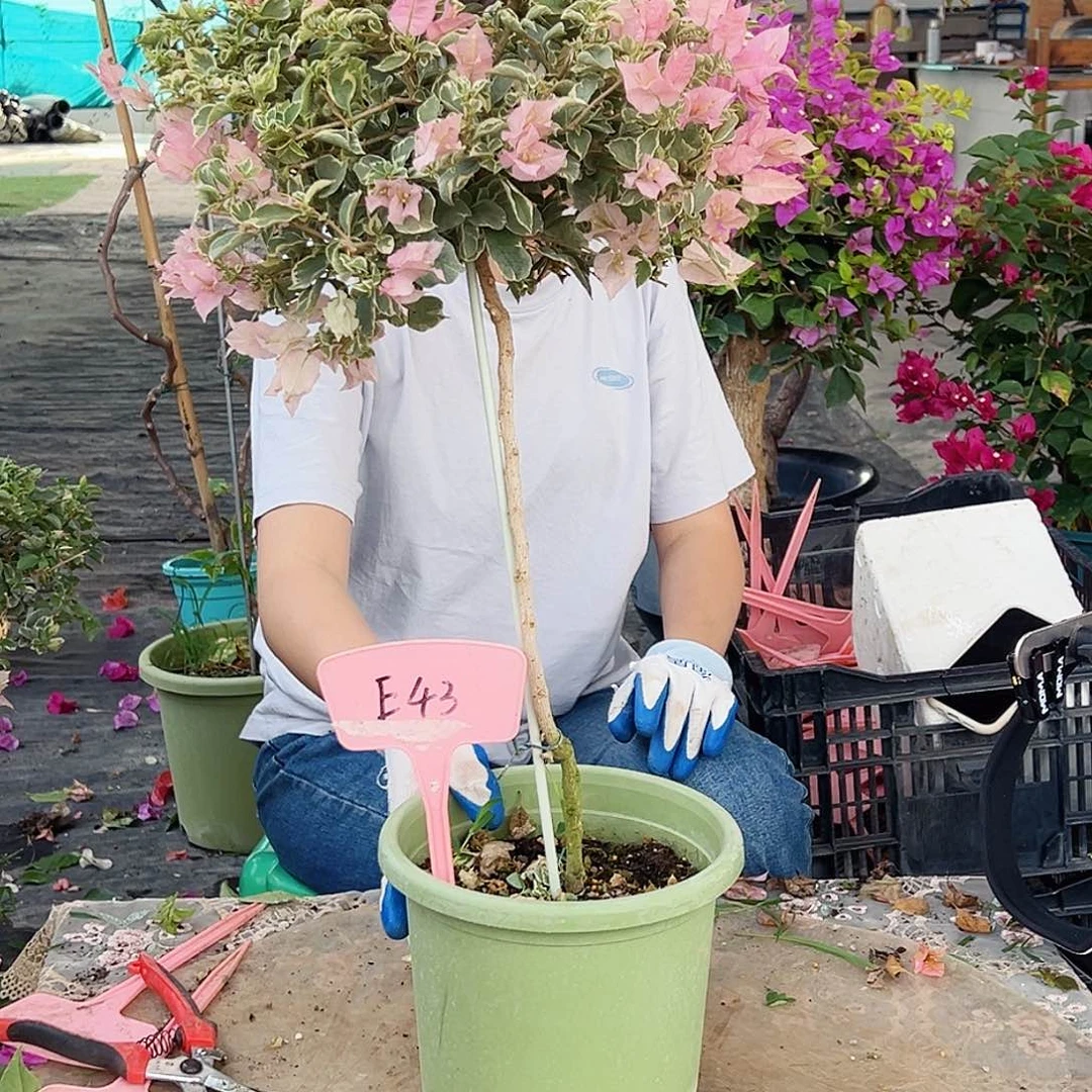 ****奕大部分花苞少量开放少女心E43