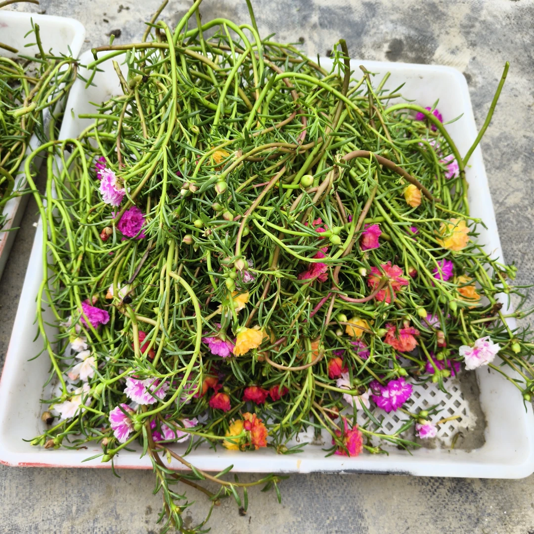 太阳花枝条带花苞重瓣死不了