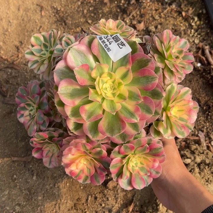 倾城手捧多肉植物344