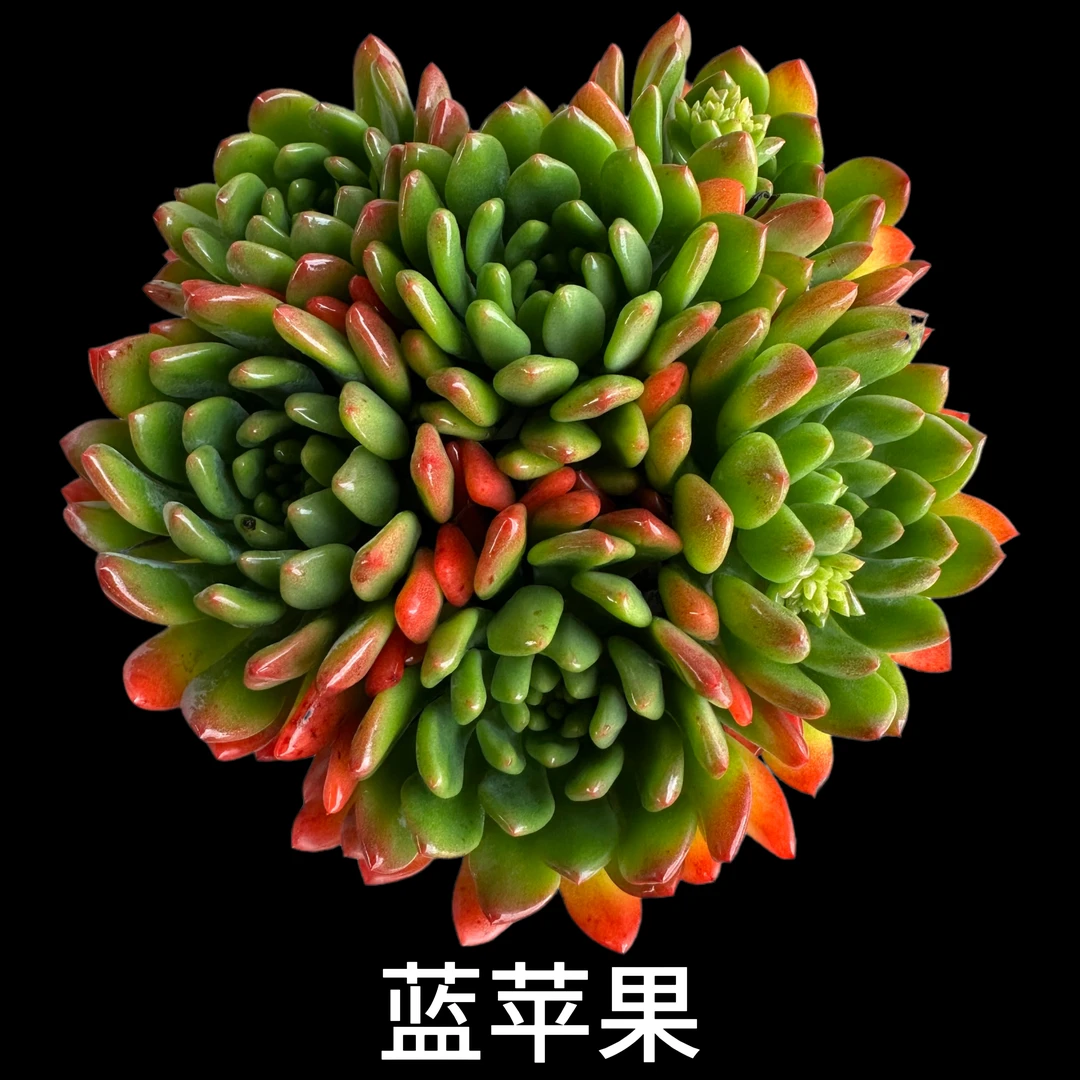 [多肉]随机品种一颗（不指定品种）