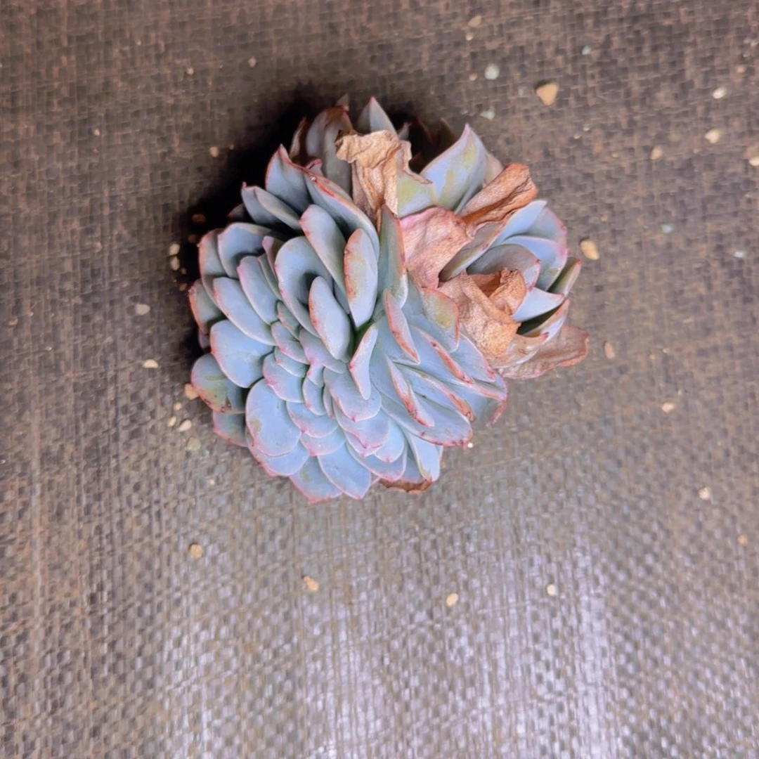 布鲁兰缀福利11111111111