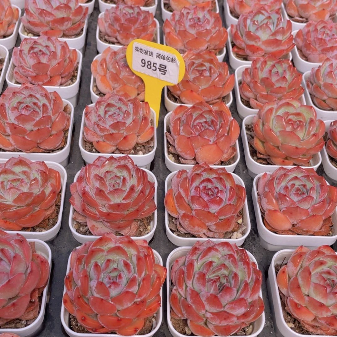 985号 草莓杏仁单头一个