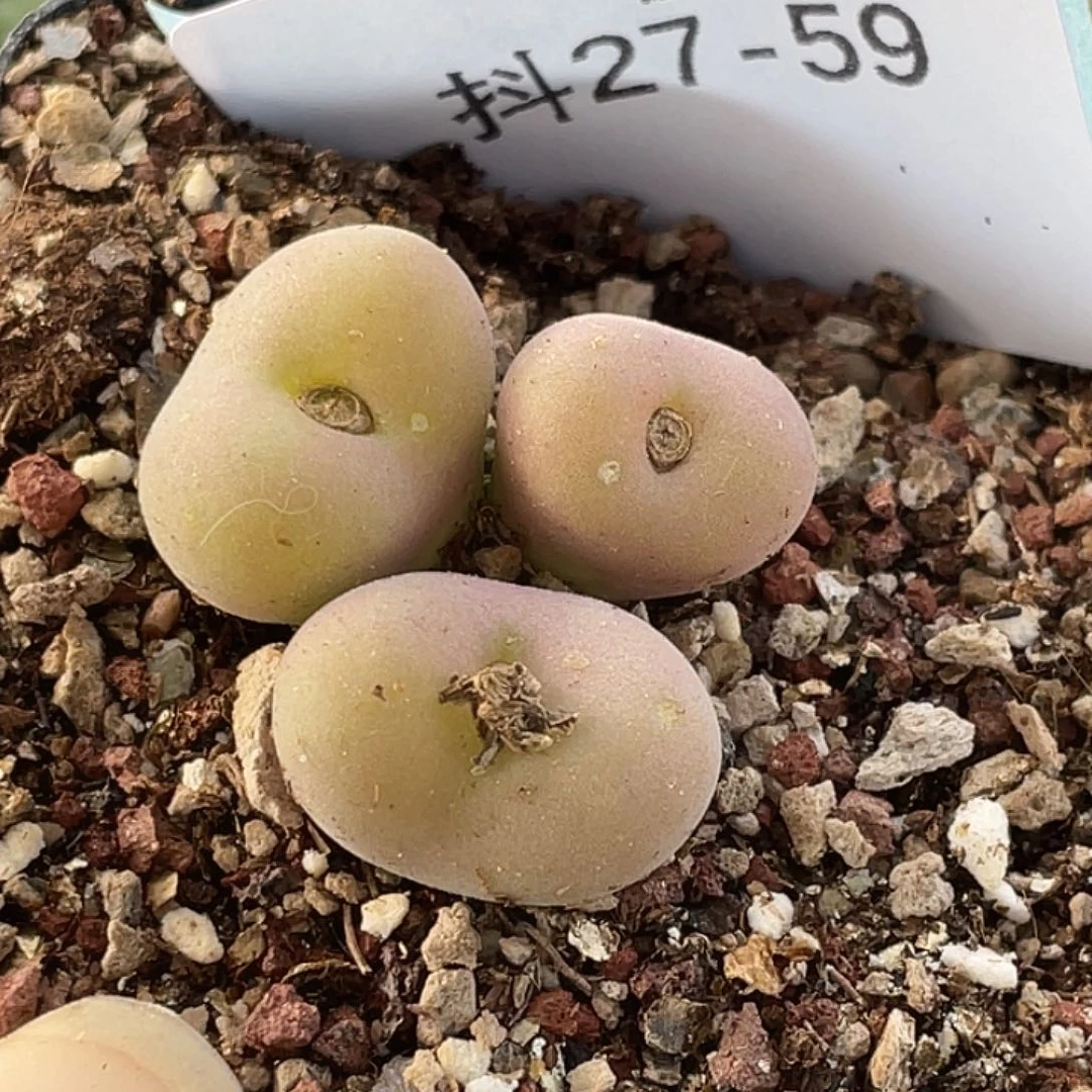 27-59空卡佛多肉植物