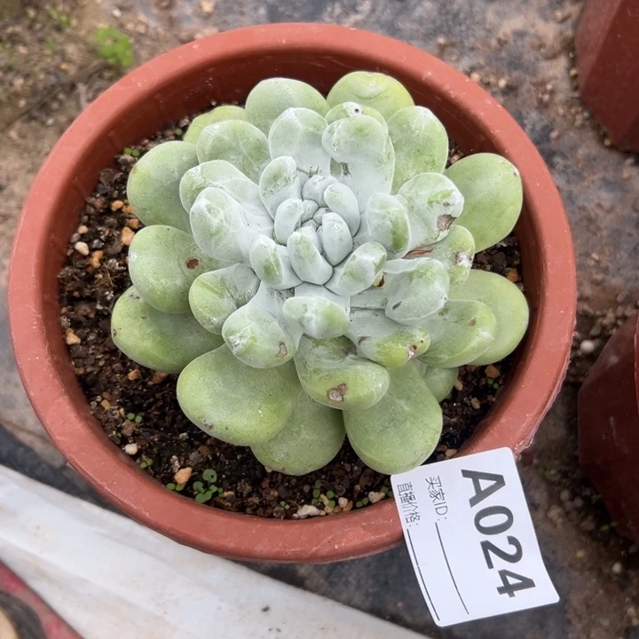 小***诺谢谢姐姐～一物一拍024