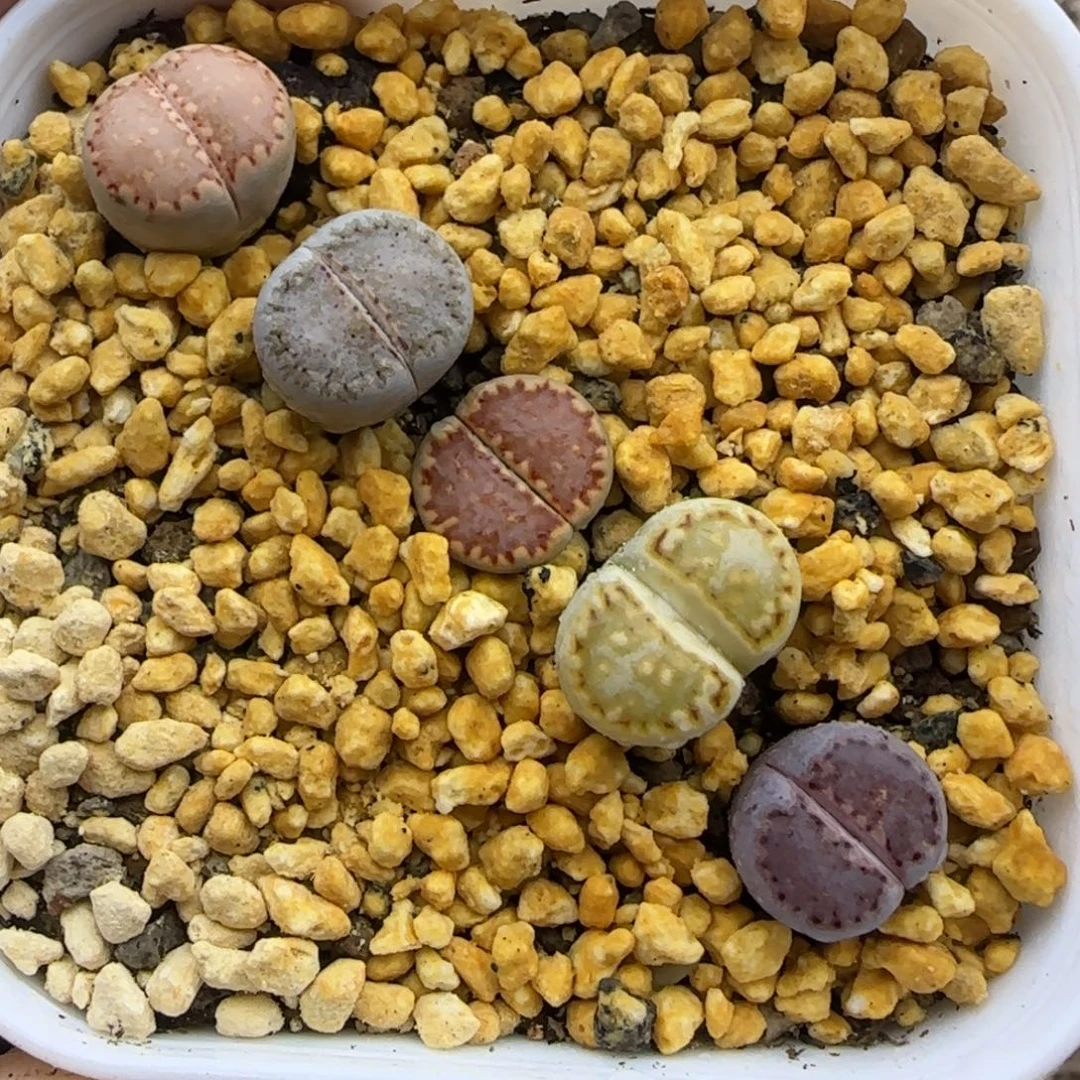 一组彩饼干福利脱土发