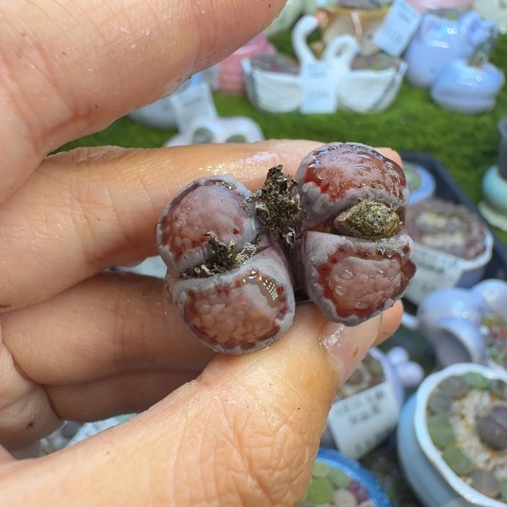 多肉植物福利冲1156