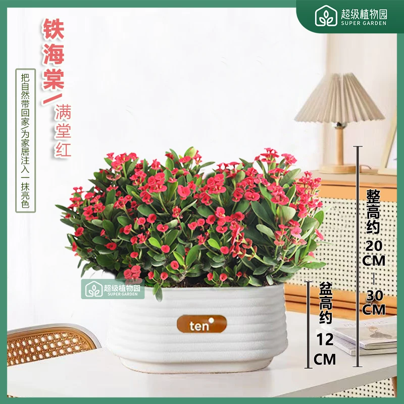 铁海棠虎刺梅花卉四季开花土壤绿植室内客厅办公桌面开花植物