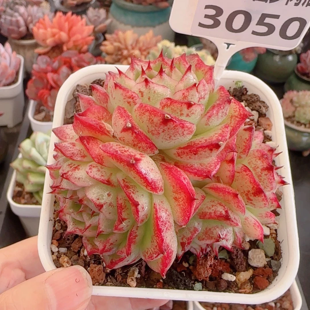 多肉植物3050……………..