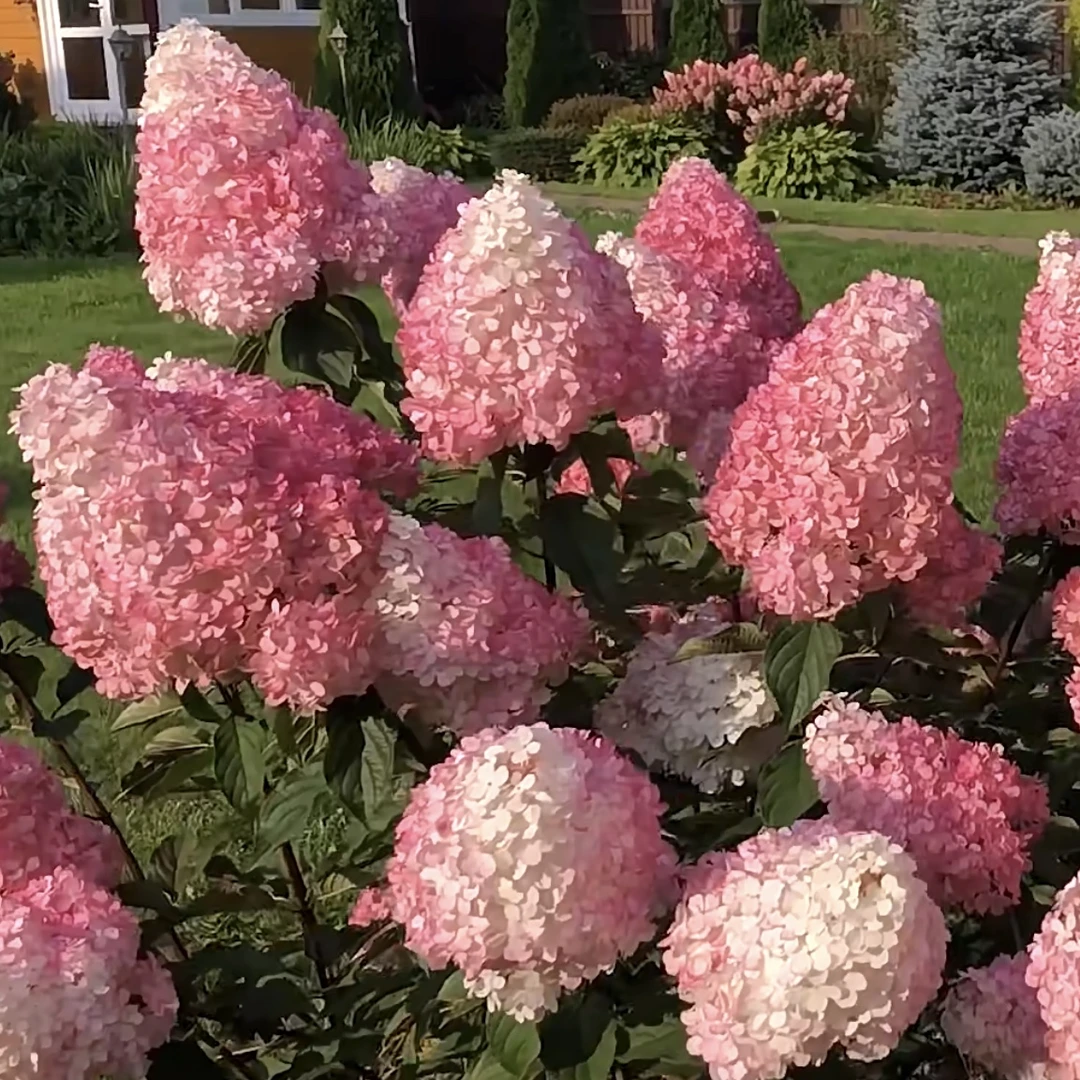 香草草莓圆锥绣球盆栽耐热抗冻庭院阳台花卉植物喜水易养护