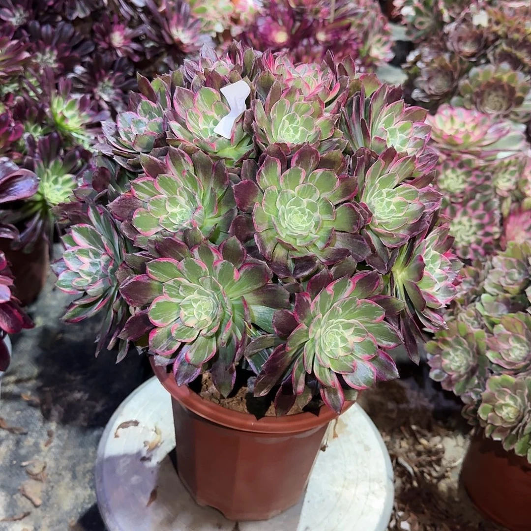 多肉植物万花筒657