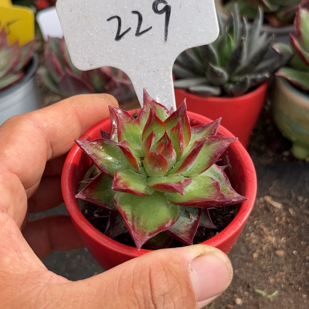惊鸿仙子多肉植物229