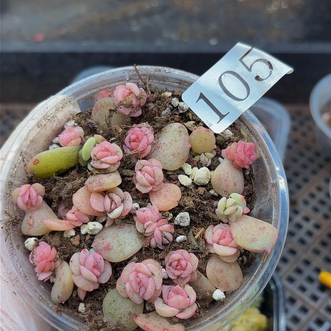 多肉植物多肉植物105