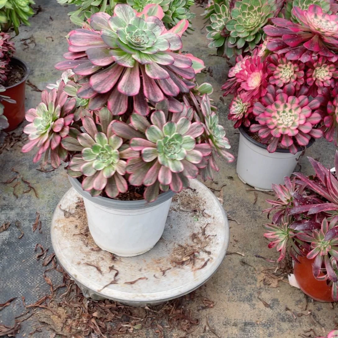 多肉植物妃墨583