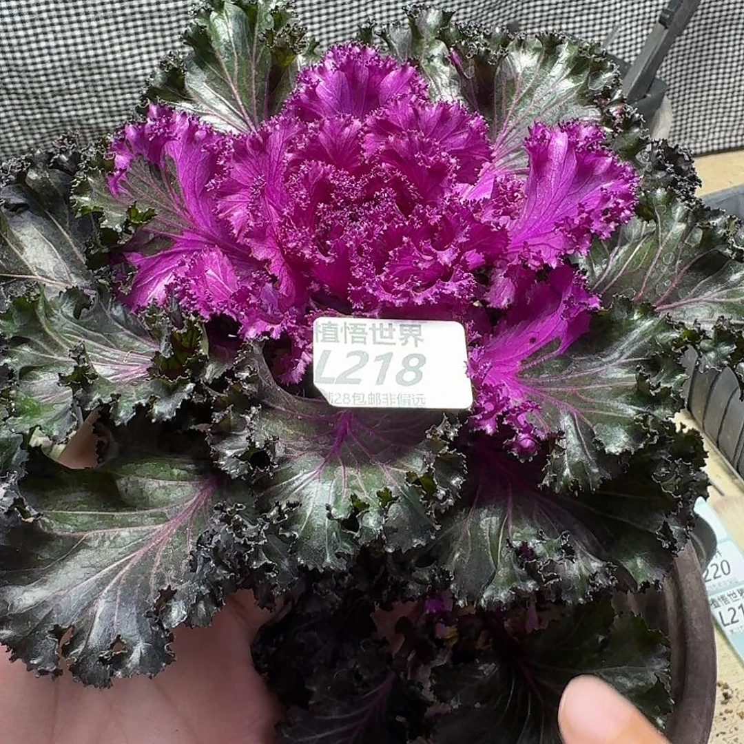 多肉植物的润泽fghn