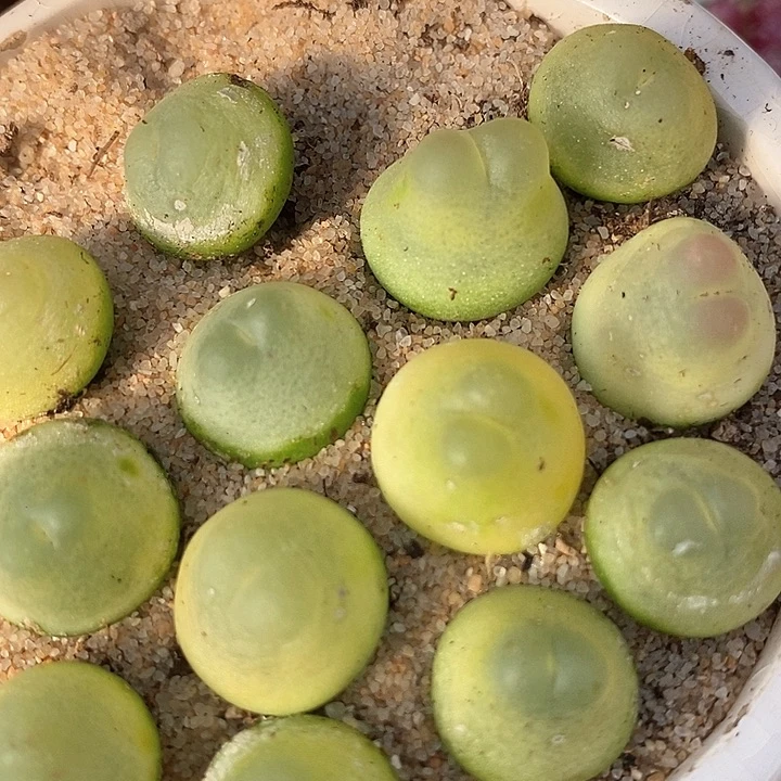 29503大拉登一颗