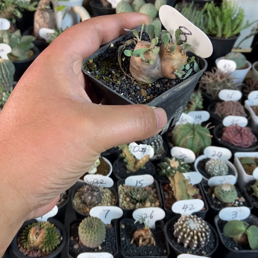 格加厚敦菊一物一拍