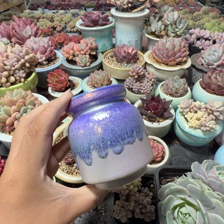 特价花盆 满50发货 内口5.5