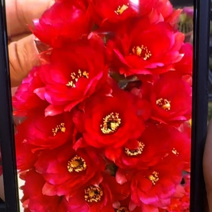 38白檀白1一个无根侧牙，20包邮