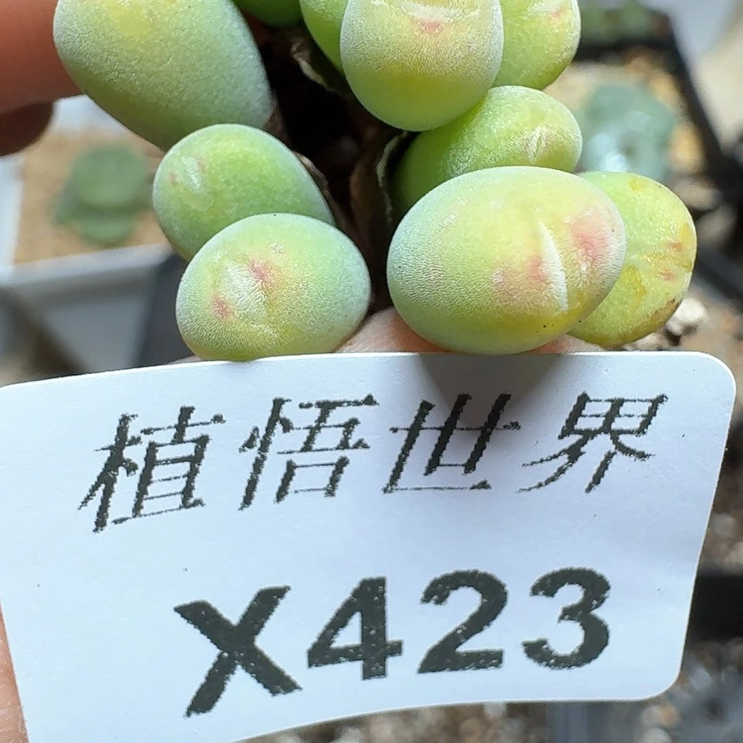 423盒多肉植物哇g g h