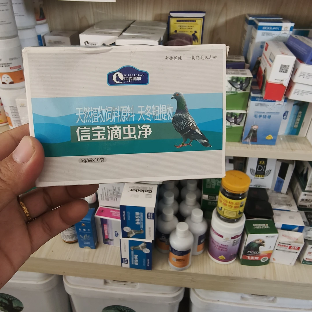 ALTunToga 鸽子ﺷﯩﻨﺒﺎﯞ ﻣﺎﯞﺩﯨﭽﯘﯓ ﭘﺎﺭﺍﺷﻮﻛﻰ  maodichongfen