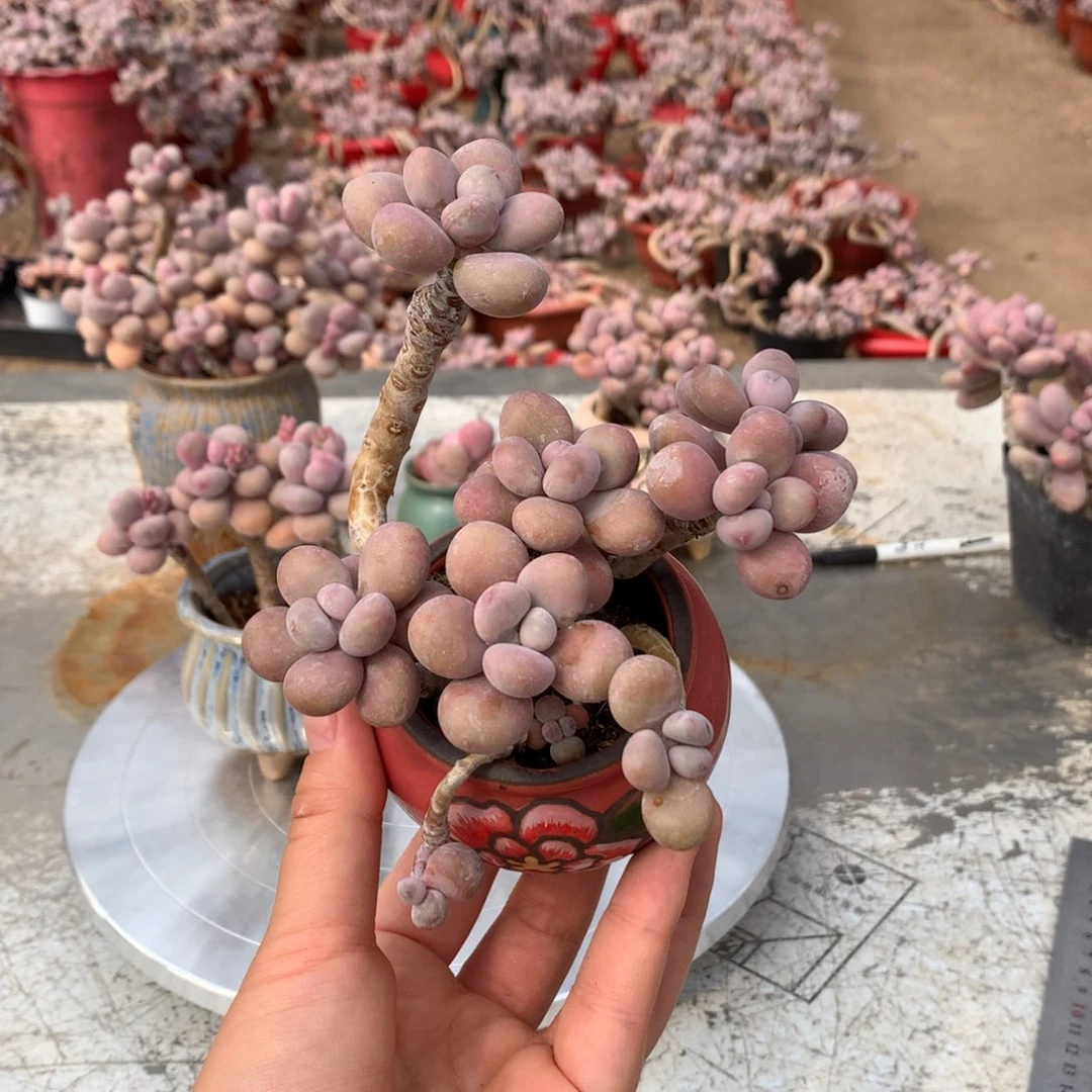 一***~桃蛋老桩带盆4号