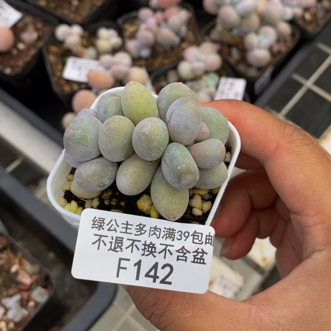 142糖豆奶多肉5cm