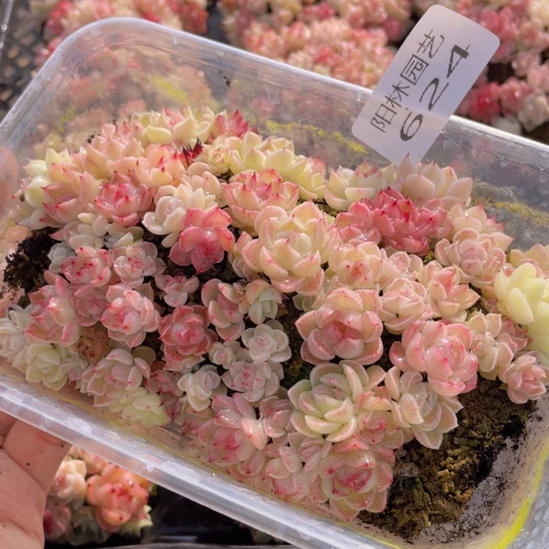 多肉植物多肉植物624