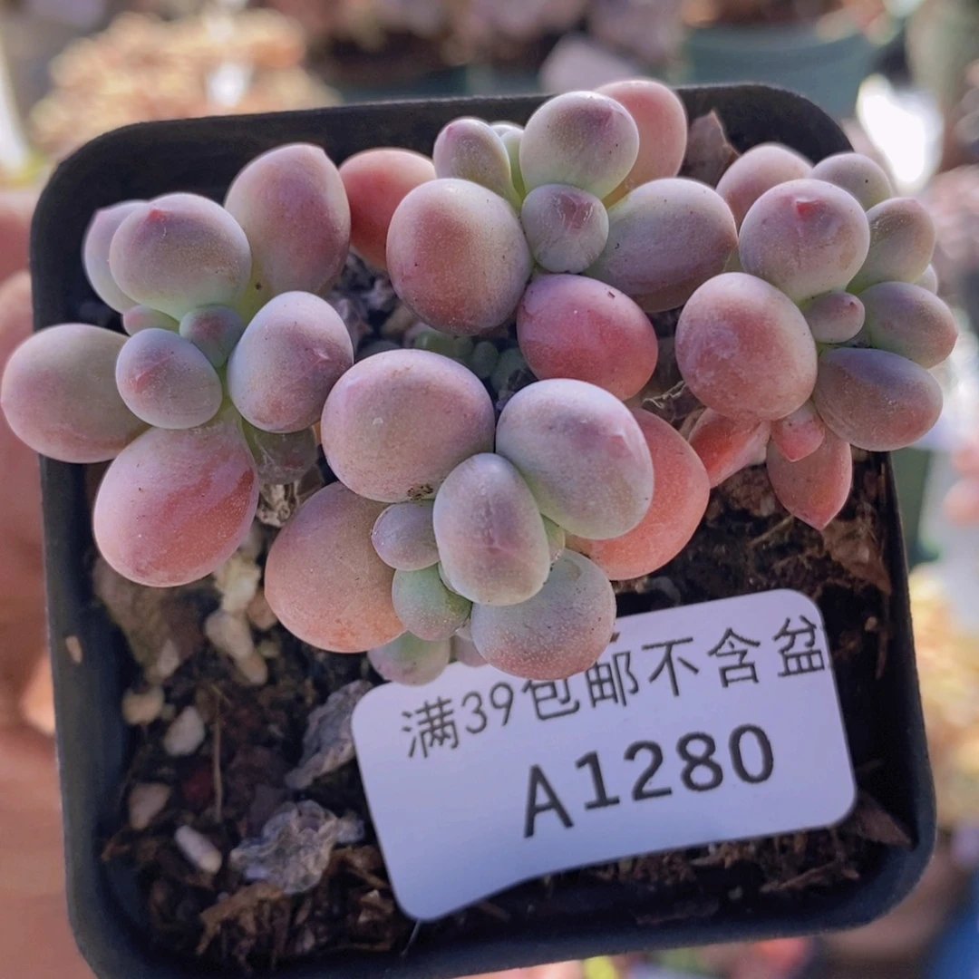 一代苹果奶6cm1280多肉植物