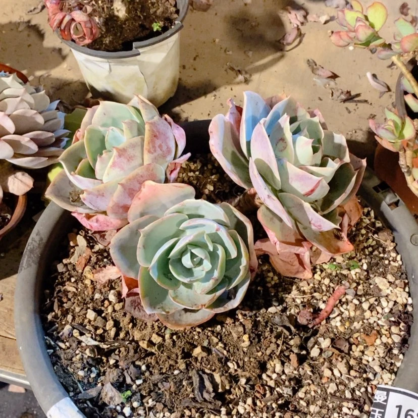 【闪购商品】香**下达芬奇密码1686