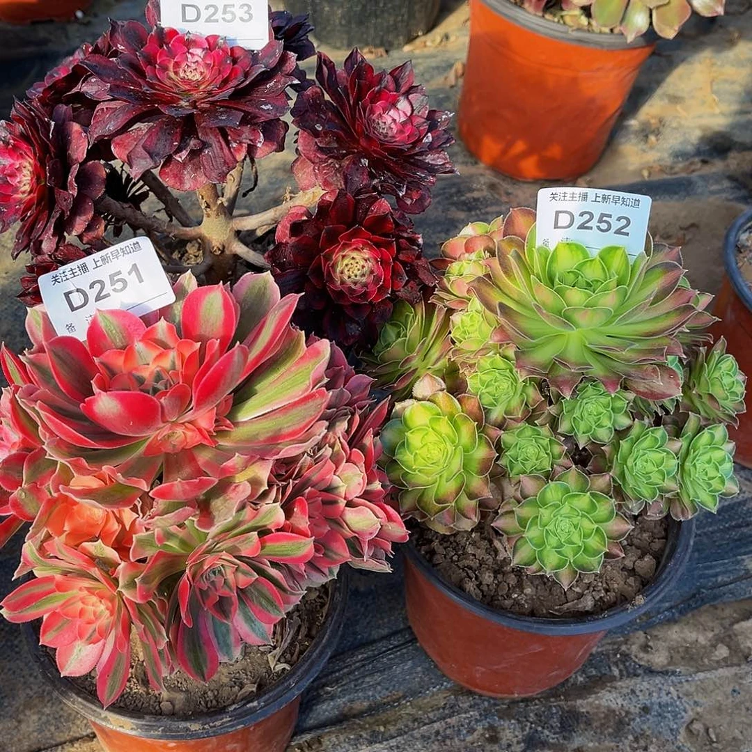 多肉植物251.252.253美姬，粉女巫，绍华