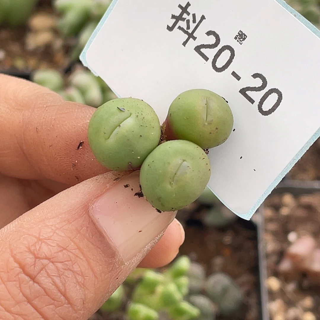 水***冻20-20肉锥多肉植物