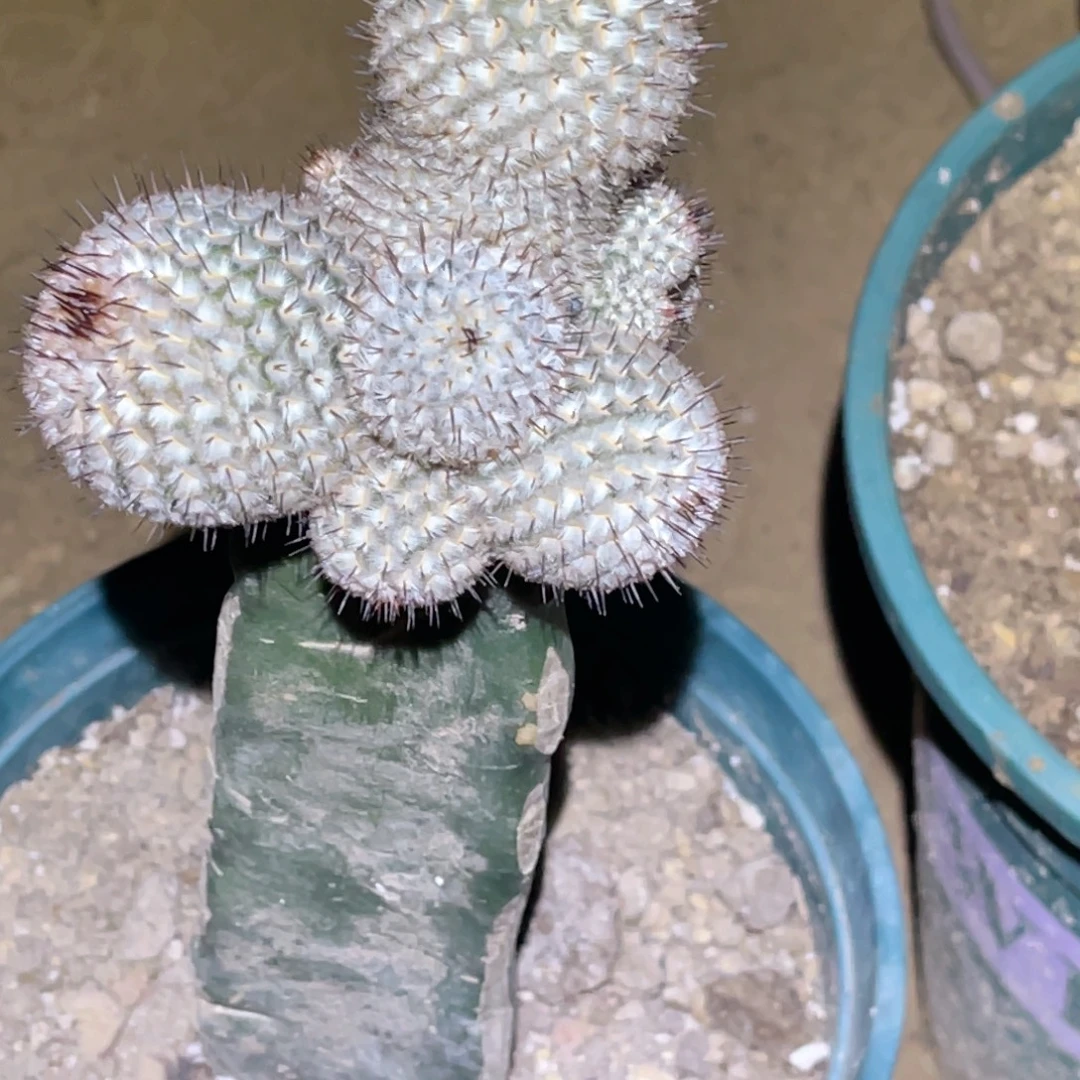 佩雷 嫁接 群 带根发货