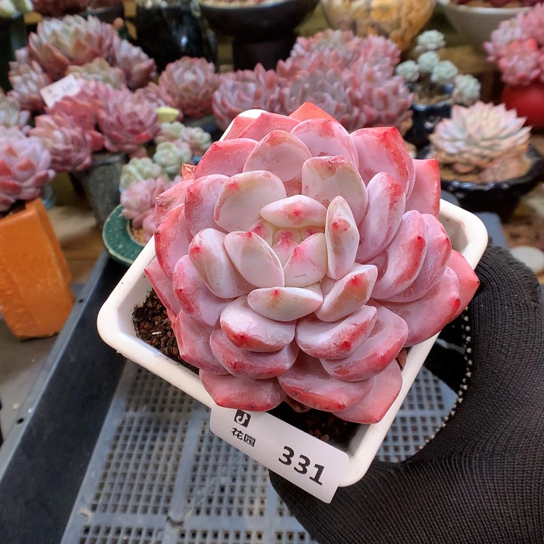 331雪天使多肉植物66666