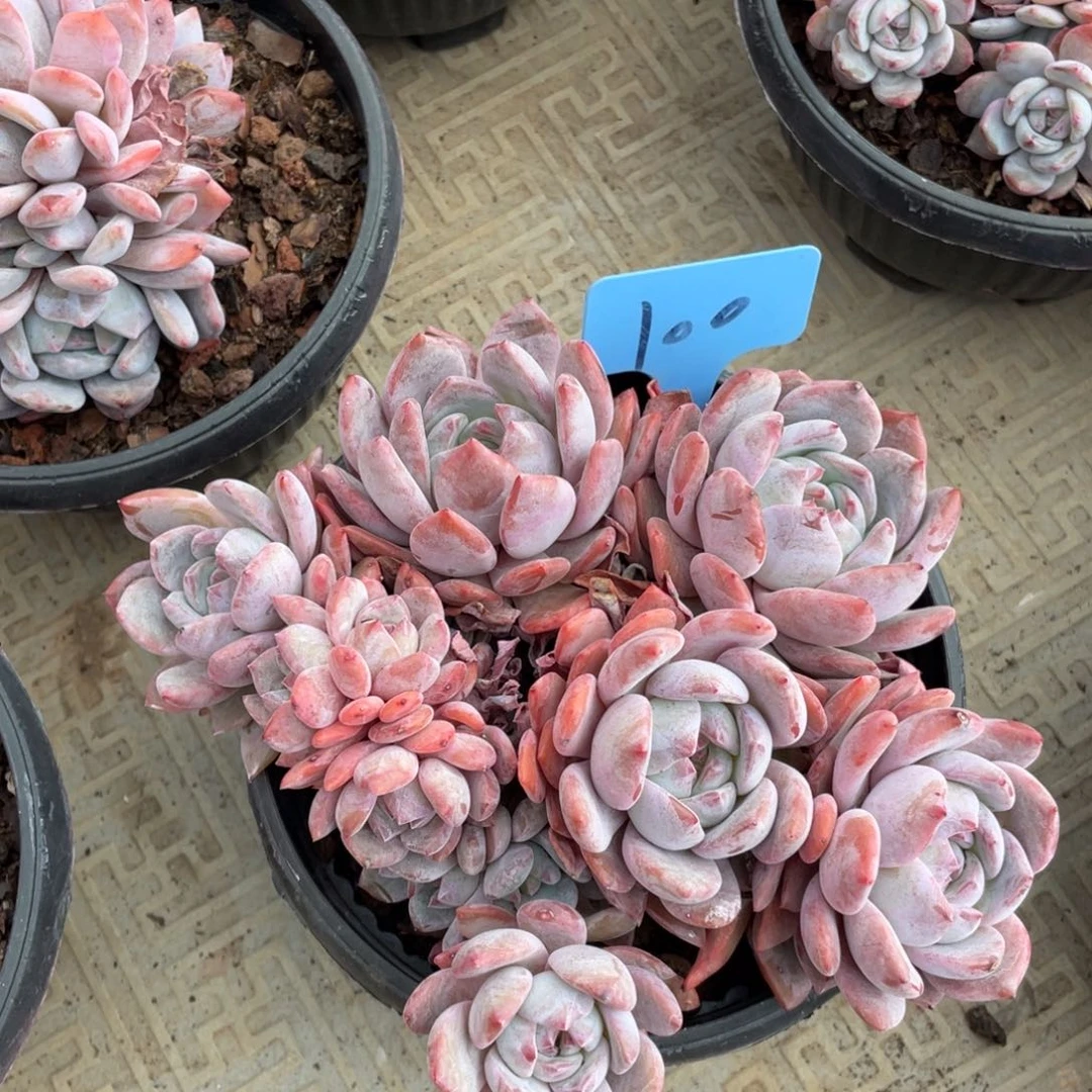 星影缀化多头群生100