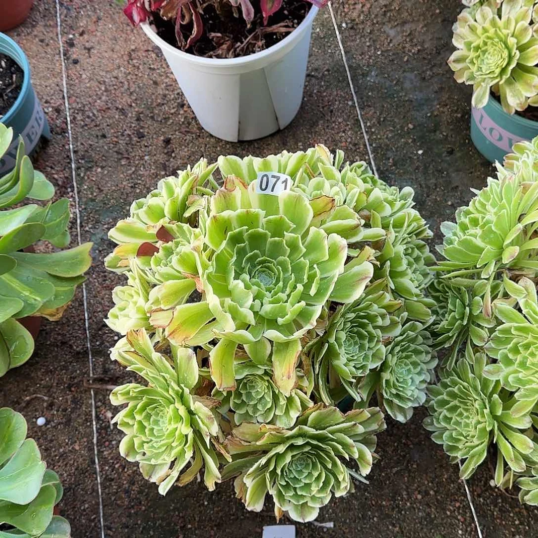 多肉植物绿体舞天姬071