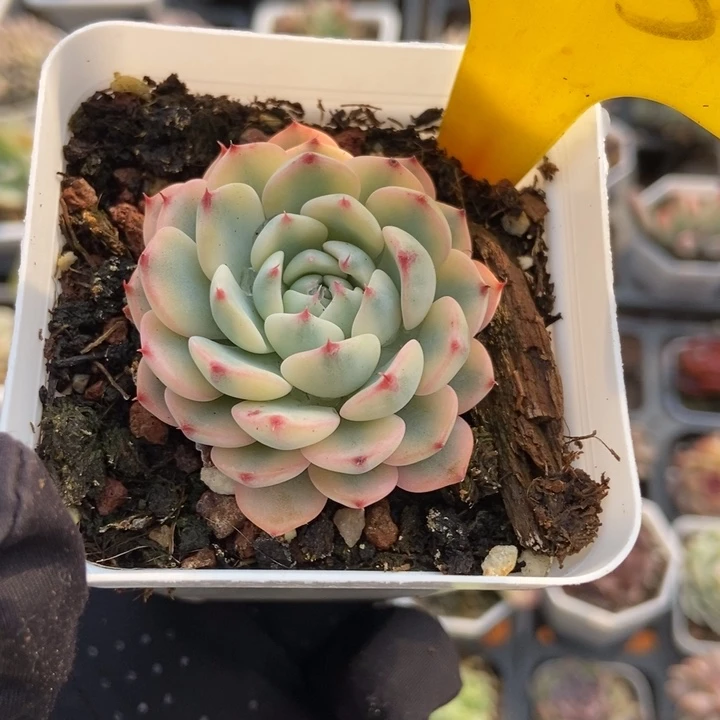 2050忌廉锦多肉植物保护