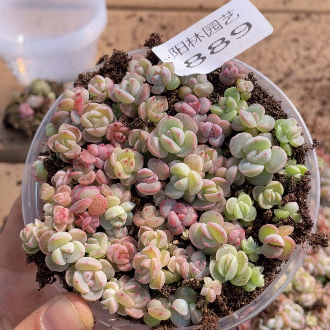 多肉植物多肉植物889