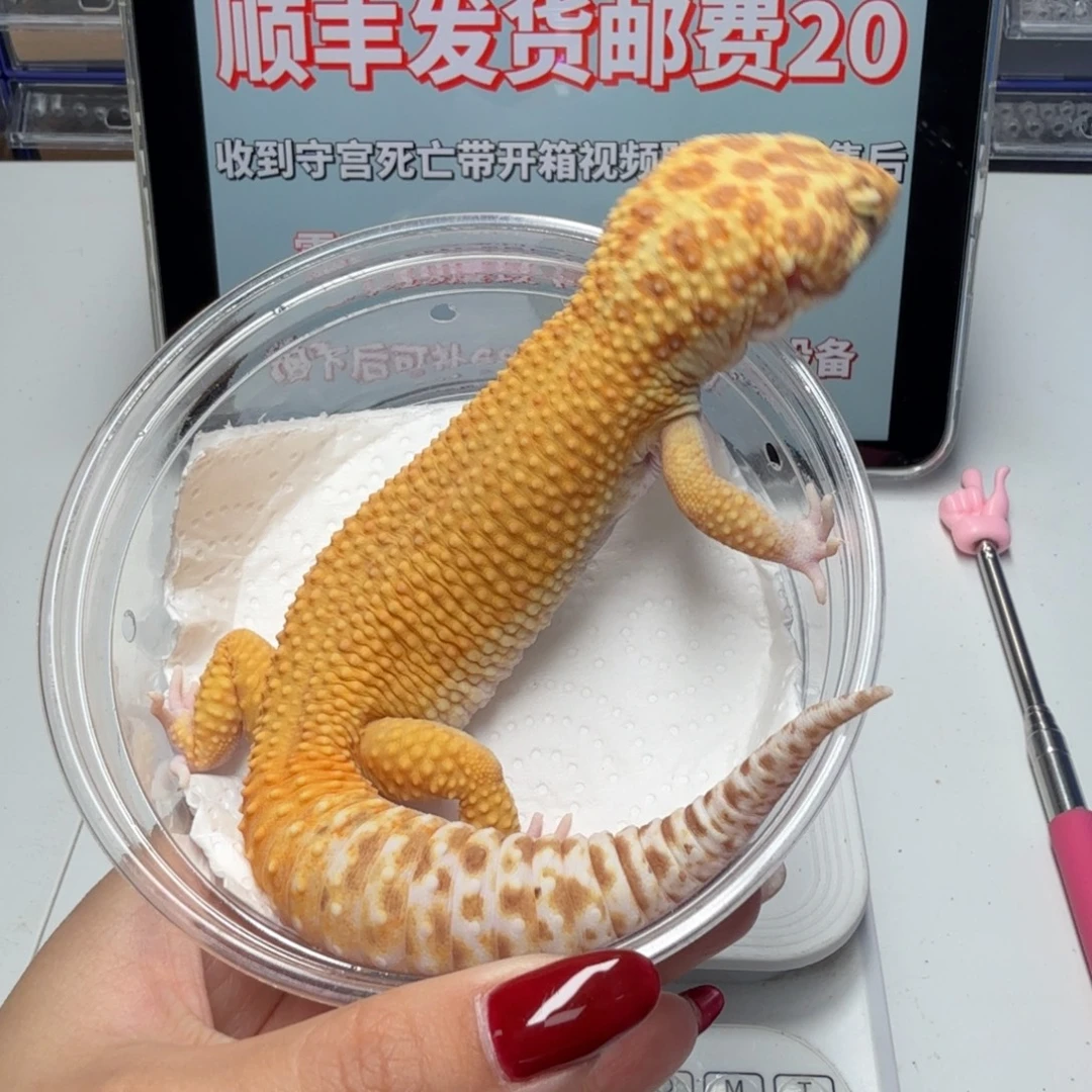 豹纹守宫无纹暴龙弟弟