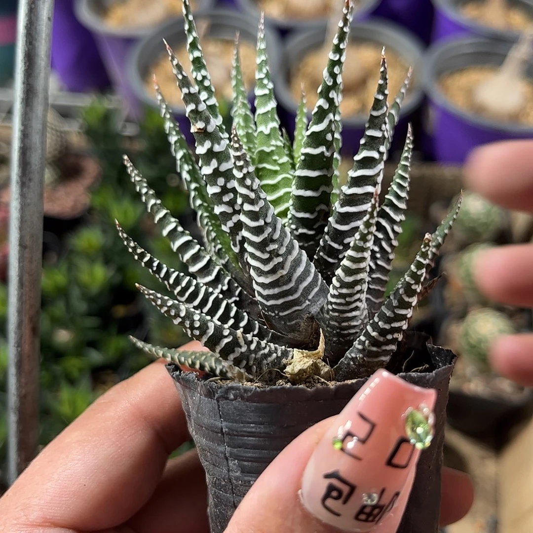 条纹小斑马单头发货单头