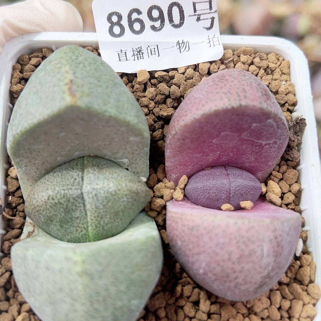 8690 好养易活生石花大母本两颗元宝