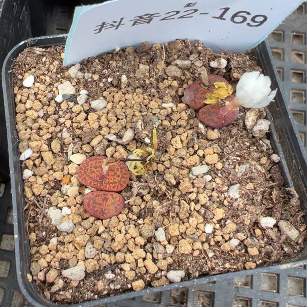 22-169肉锥多肉植物