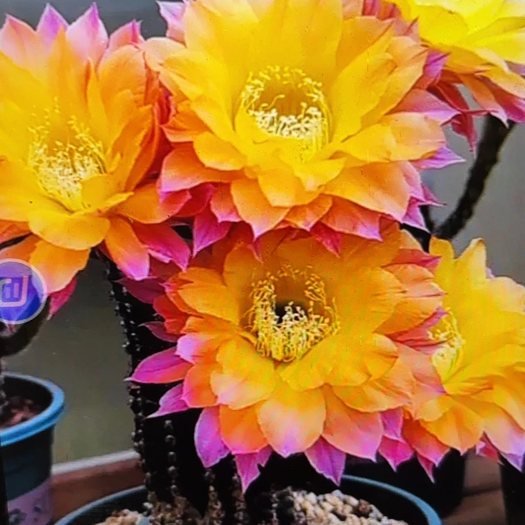 激流彩侧牙20包邮仙人球2