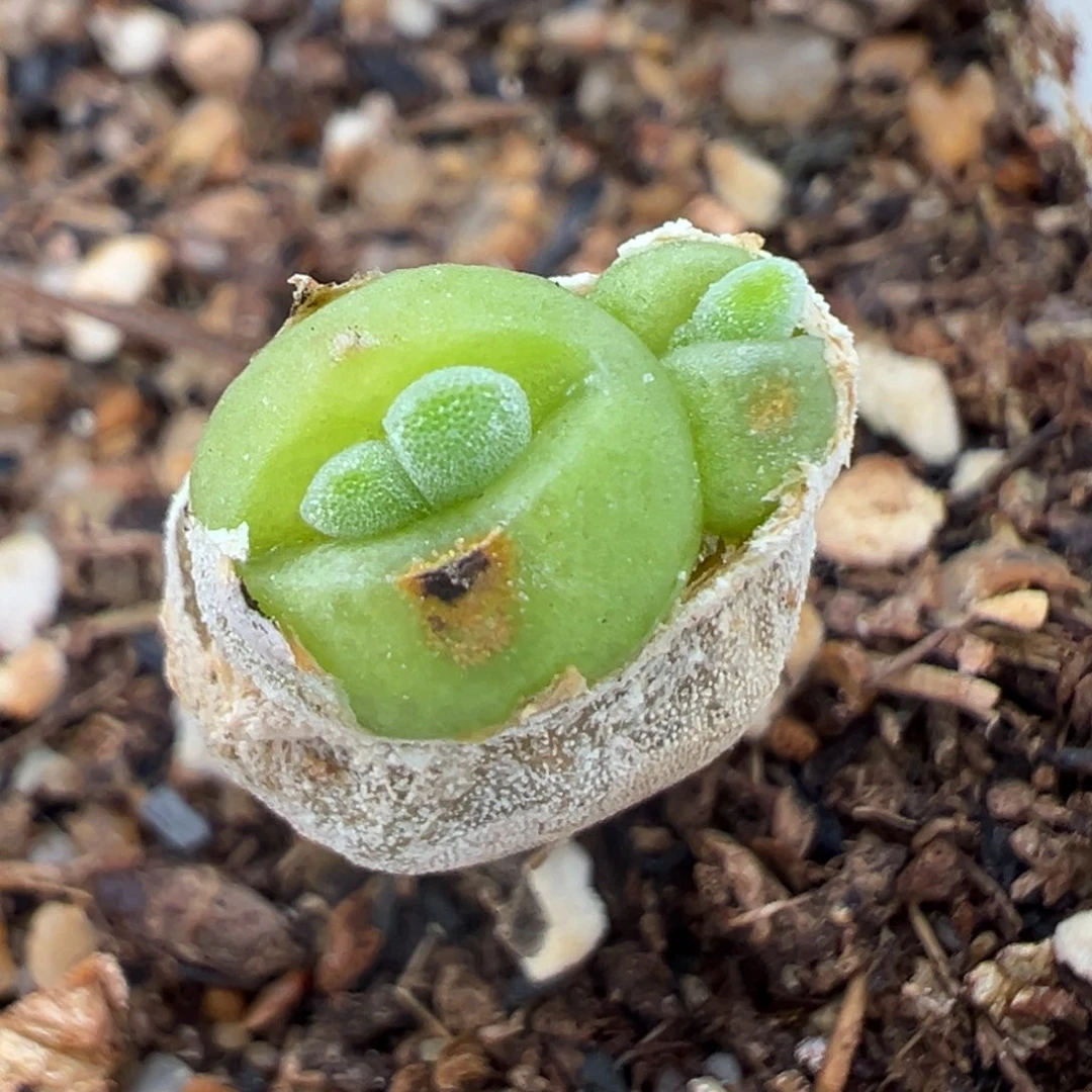 9.16好看的多肉脱土发货269