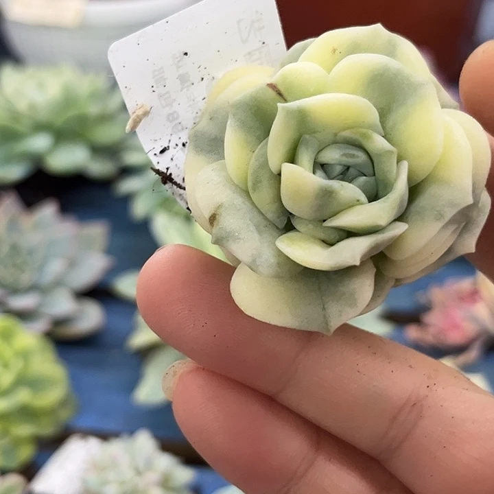 708可爱玫瑰腹轮锦炸无根