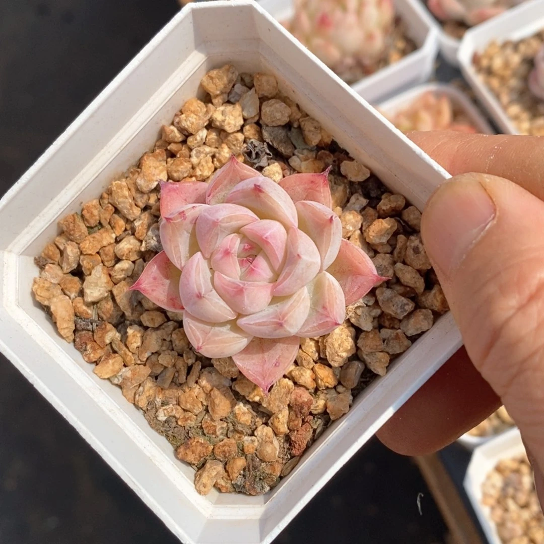 精品多肉一物一折不包整710